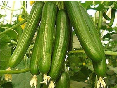 HYBRID 10g mahalaxmi cucumber seeds highest yield variety early fruiting Seed(1 per packet)