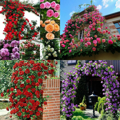 ibains Climbing Rose Seeds Mix no of seeds 39 Seed(39 per packet)