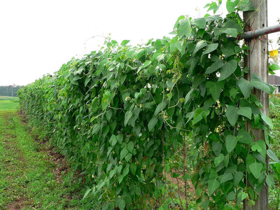 CRGO BEANS Seed(20 per packet)