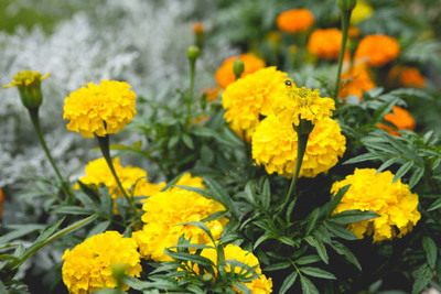 EyePlex marigold/gende ka phool flower seeds Seed(50 per packet)