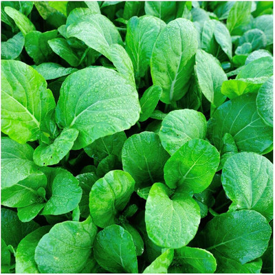 WILLVINE SYN -VI Canton Pak Choi Chinese Cabbage Seeds [1g] Seed(300 per packet)