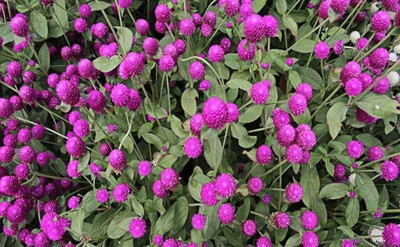 Lorvox Gomphrena Strawberry Flower Seed(15 per packet)