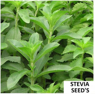 GEZ HERB | STEVIA | Organic Herb Seed(50 per packet)