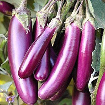CYBEXIS XLR-91 - Disease Resistant Brinjal - (1350 Seeds) Seed(1350 per packet)