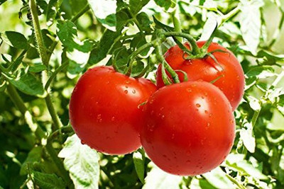 KANAYA Tomato Hybrid Seed(550 per packet)