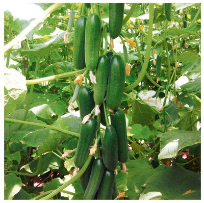 Pbevergreen Fresh VNR Cucumber Vegetable Hybrid Seed(105 per packet)
