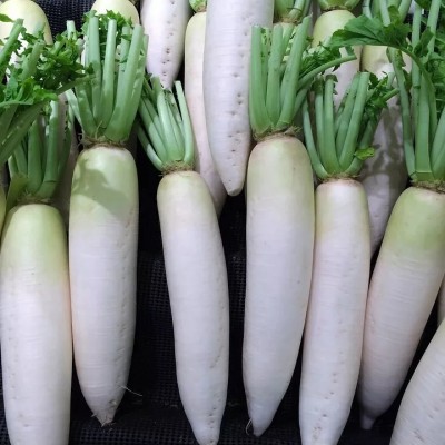 VINTI Rare White Radish (Mooli) Vegetable (मूली के बीज) Seed(200 per packet)