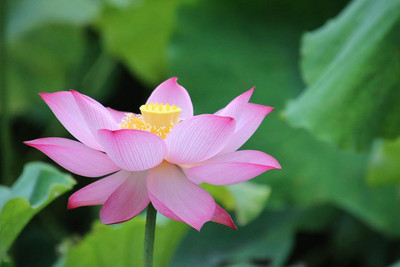 Alkarty LOTUS SEEDS FOR POND , AQUARIUM, LOTUS FLOWER SEED , KAMAL GATTA Seed(10 per packet)
