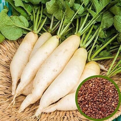 Aywal Long Mooli Seed(20 per packet)