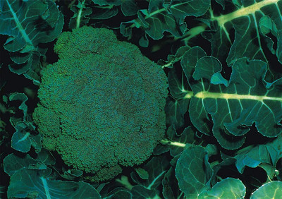 CYBEXIS Rare Calabrese Marathon Broccoli Seeds2000 Seeds Seed(2000 per packet)