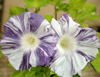 CYBEXIS HUA-99 - Morning Glory Harlequin - Flower Mix - (100 Seeds) Seed(100 per packet)