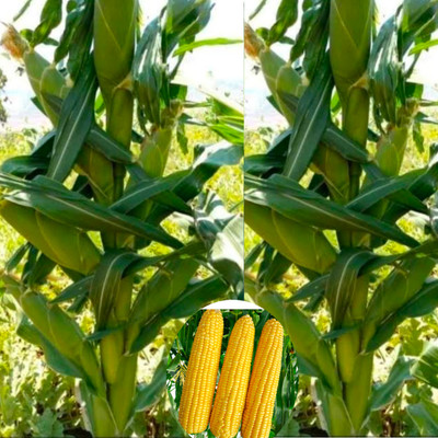 HYBRID 100g corn makka seeds Highest yield variety long bhutta Seed(10 g)