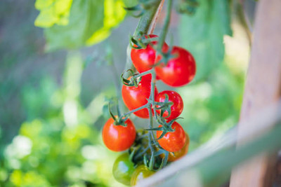 Unicosa Ayurveda tomato Seed(100 per packet)
