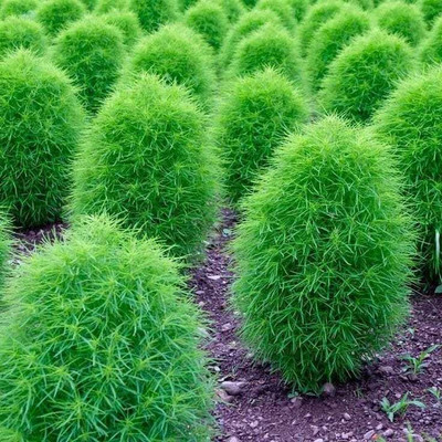 Dasstore Kochia all colour plant seed pack of 100+ Seed(45 per packet)
