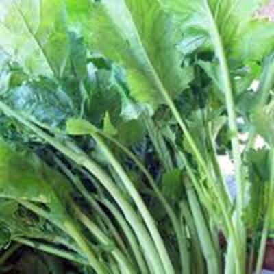 Qualtivate PUAS-4A Broccoli Raab Seeds, Rapini Seed(300 per packet)