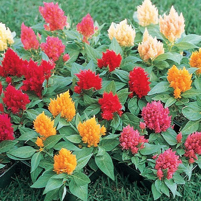 XOLDA Exotic celosia Seed(38 per packet)