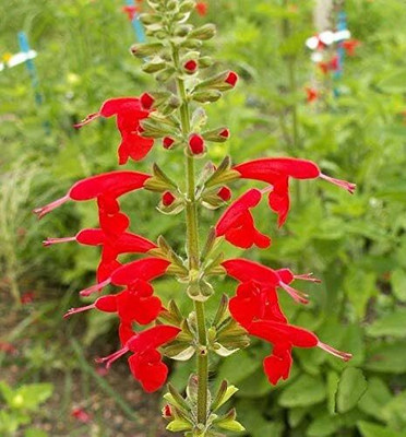 Qualtivate HYB-6A Scarlet Sage - Red Seed(100 per packet)
