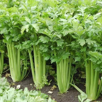ENTENT Celery Vegetable/Herb Seed(50 per packet)
