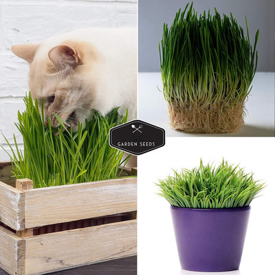 CYBEXIS PAU-62 - Cat Grass BlendRyeWheatOatsBarley - (4500 Seeds) Seed(4500 per packet)