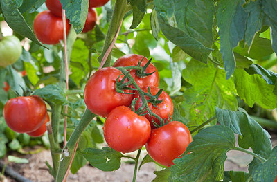 Hench tomato Seed(25 per packet)