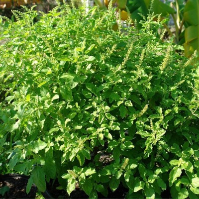 SUNWAN Kaprao Basil 'Rama Tulsi' (Ocimum sanctum) Seed(100 per packet)