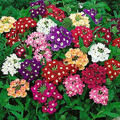 KANAYA Verbena Seed(110 per packet)