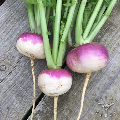 KANAYA Turnip Red Ball/ Shalgam Hybrid Seed(75 per packet)
