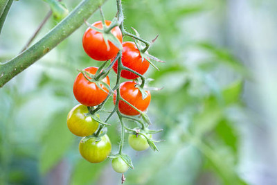 Jui tomato Seed(120 per packet)
