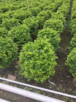 Kapebonavista Duranta Speciosa Live Plant Seed(1 per packet)