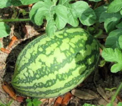 CYBEXIS LX-47 - Florida Giant Watermelon - (1350 Seeds) Seed(1350 per packet)