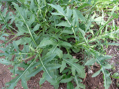 CYBEXIS F1 Wild Rocket Seeds DIPLOTAXIS TENUIFOLIA2800 Seeds Seed(2800 per packet)