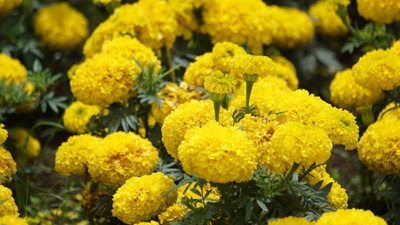 Raunak marigold,gende ka phool seeds Seed(22 per packet)