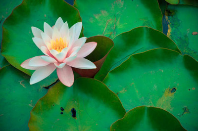 Menpulam lotus,kamal gatta Seed(14 per packet)