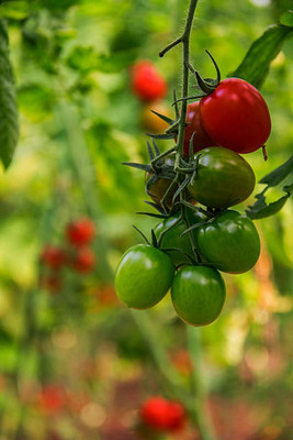 MORENK tomato Seed(70 per packet)