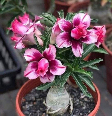CRGO ADENIUM Seed(35 per packet)