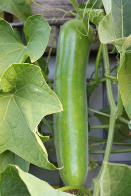 Quentova Bottle Gourd (Long Melon/Kaddu)-NST Seed(60 per packet)