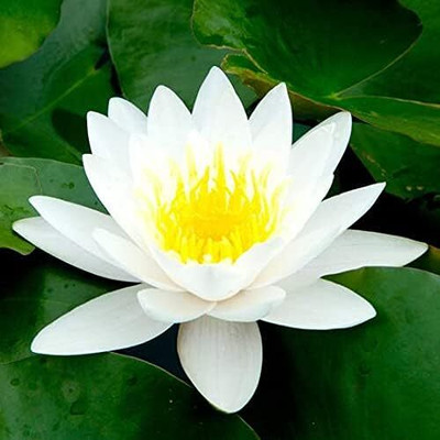 Qualtivate GBPT-7A White Water Lily/White Lotus Seeds Seed(25 per packet)