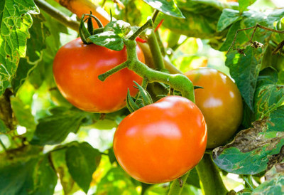 Shyamkripa creation tomato Seed(90 per packet)