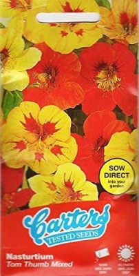 CYBEXIS Nasturtium Tom Thumb Seed(50 per packet)