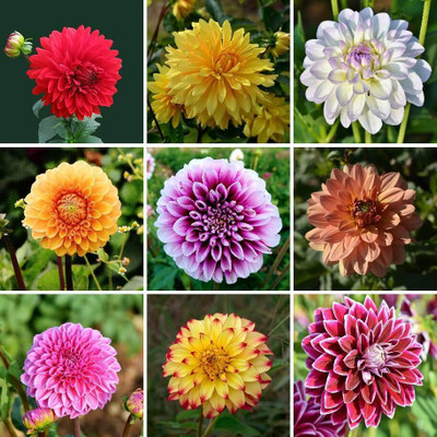 DEYS AGRO ™ dahlia flowers seeds double figaro mix,dalia|dhalia|daliya| hybrid Seed(25 per packet)