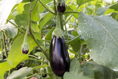 Kodali Hybrid F1 Brinjal Seeds Pack Of 77 Seed(77 per packet)