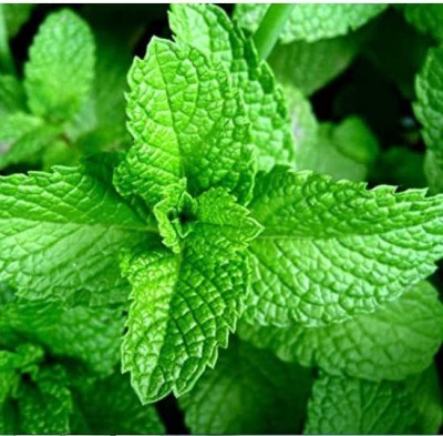 KANAYA Pudina Mint Herb Plant Seed For Home Gardening Seed(40 per packet)