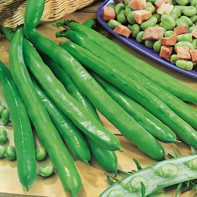 WANCY Bunyards Broad Bean Seed(25 per packet)