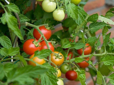 KANAYA Italian Red Cherry Tomato Vegetable Seed(675 per packet)