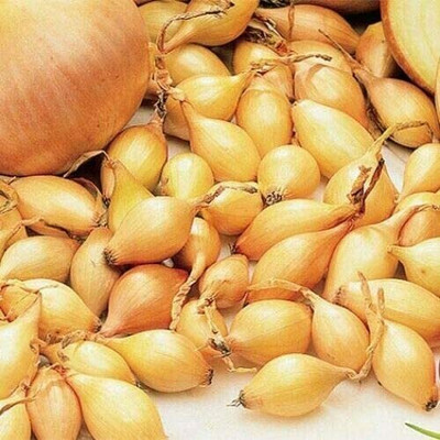 CYBEXIS Turbo Onion Sets *Turbo* Sets Winter/Spring Planting Vegetables4000 Seeds Seed(4000 per packet)