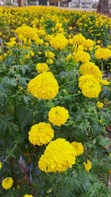 GREENELAND marigold/gende ka phool flower seeds Seed(50 per packet)