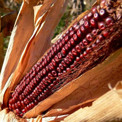WILLVINE VMR -V Purple Peruvian Corn Seed-[500g] Seed(2000 per packet)