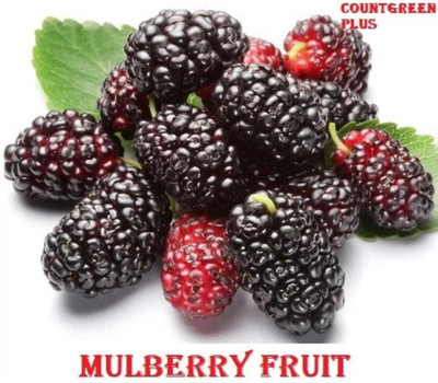 Oliver mulberry(shahatoot) Seed(69 per packet)