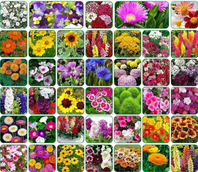 SUAA 40 Varieties of Flowers seed Combo Pack Seed(2100 per packet)