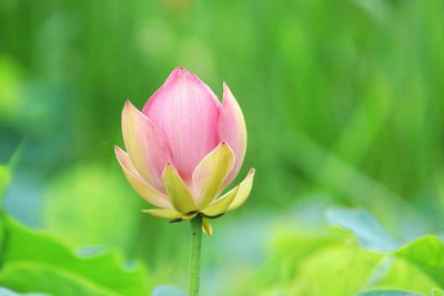 CR STORES lotus,kamal gatta Seed(11 per packet)